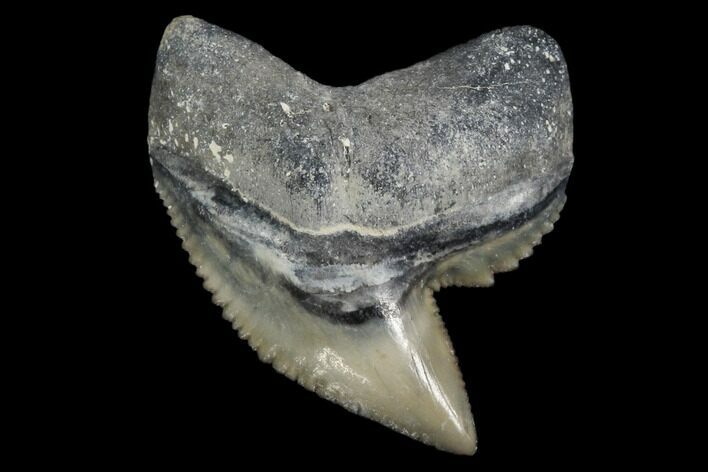 Fossil Tiger Shark Tooth - Bone Valley, Florida #113876